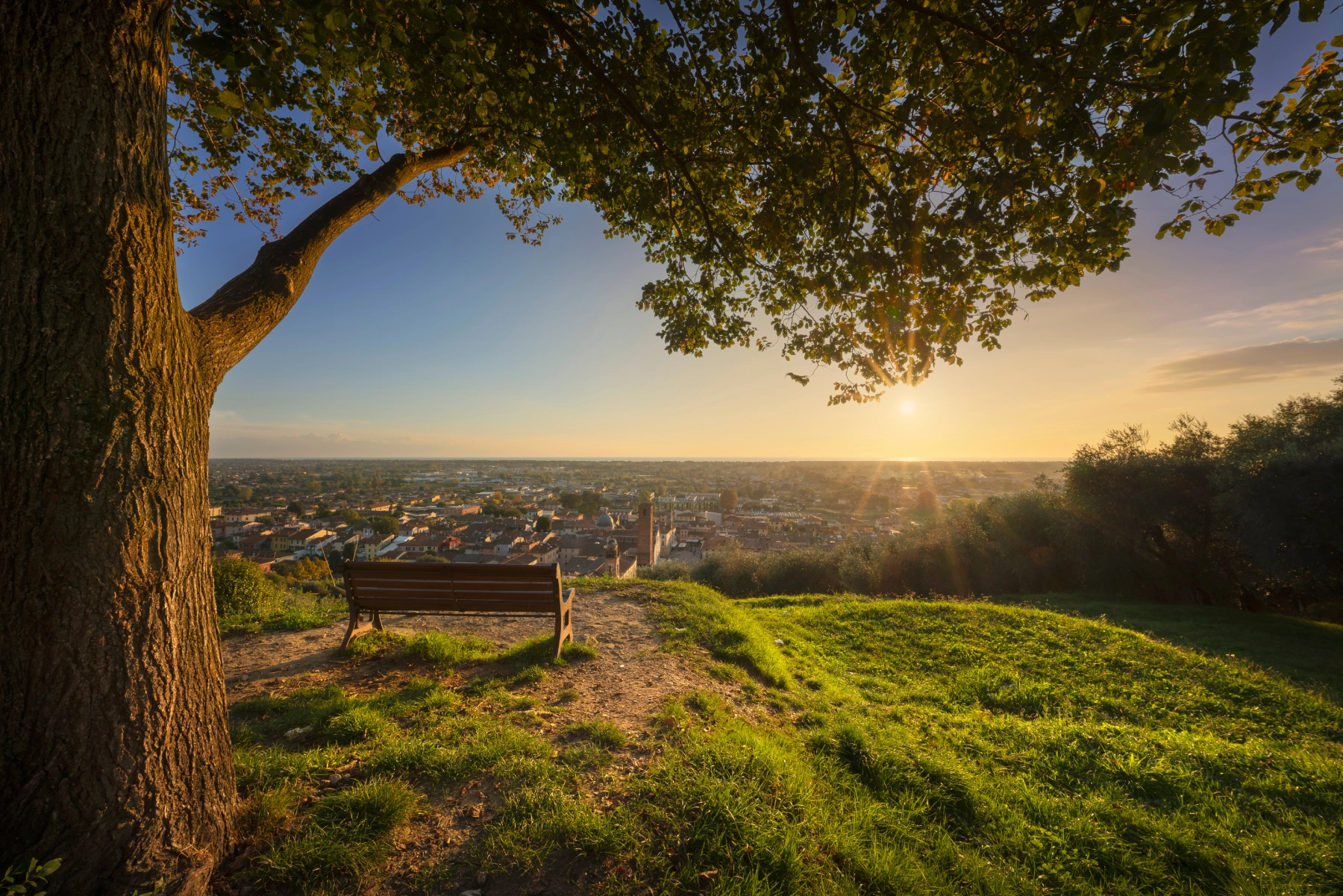 a bench under a tree on a hilltop